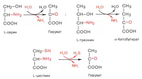 Три специфических фермента (серин- и треонин-дегидратазы и цистатионин-?-лиаза), катализирующих неокислительное дезаминирование соответственно серина, треонина и цистеина.