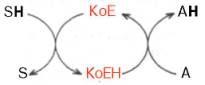 Схема, показывающая роль кофермента (Ко) в качестве переносчика, например, атомов водорода
