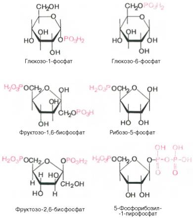 Глюкозо-1-фосфат, глюкозо-6-фосфат, фруктозо-1,6-бифосфат, рибозо-5-фосфат, фруктозо-2,6-бифосфат, 5-фосфорибозил-1-пирофосфат