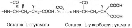 Реакция постсинтетического карбоксилирования gamma-карбоксильной группы глутамата