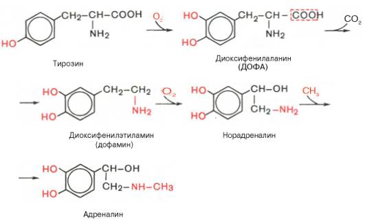 Синтез адреналина: тирозин - диоксифенилаланин (ДОФА) - диоксифенилэтиламин (дофамин) - норадреналин - адреналин
