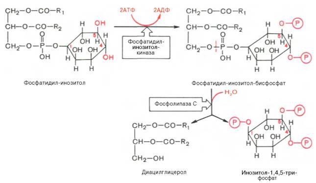 Превращение фосфатидил-инозитола в фосфатидил-инозитол-бифосфат, далее в диацилглицеррол и инозитол-1,4,5-трифосфат