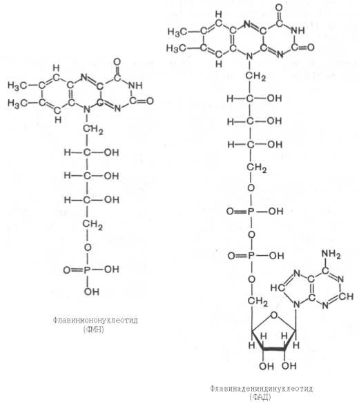 Флавинмононуклеотид (ФМН) и флавинадениндинуклеотид (ФАД)