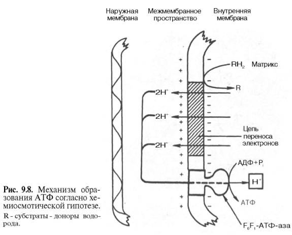 Механизм образования АТФ согласно хемиосмотической гипотезе