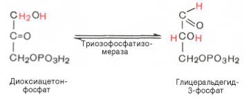 Пятая реакция – это реакция изомеризации триозофосфатов. Катализируется ферментом триозофосфатизомеразой