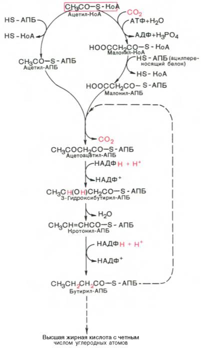 Основные этапы биосинтеза жирных кислот
