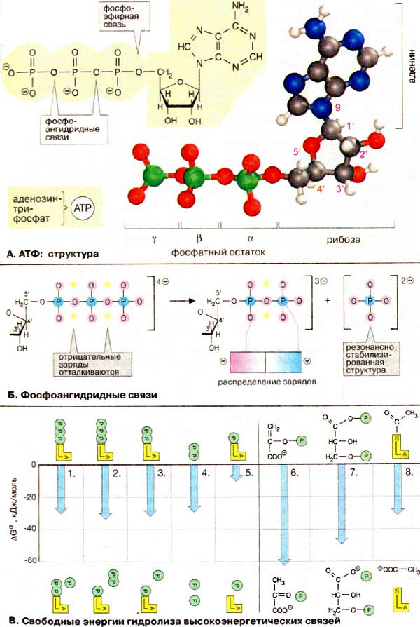 Структура АТФ. Фосфоангидридные связи и свободные энергии гидролиза высокоэнергетических связей;
