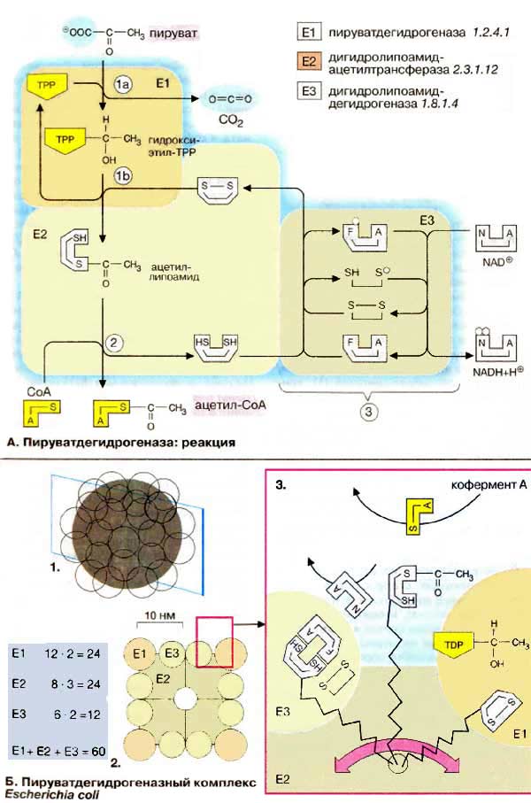 Пируватдегидрогеназа: реакция; Пируватдегидрогеназный комплекс;