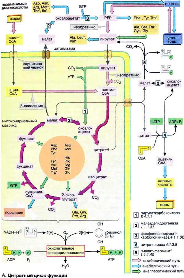 Цитратный цикл: функции