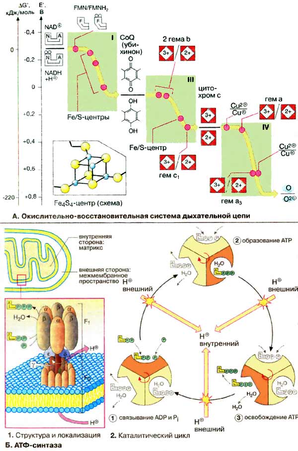Окислительно-восстановительная система дыхательной цепи; АТФ-синтаза;