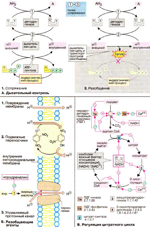 Регуляция энергетического обмена: дыхательный контроль, разобщающие агенты, регуляция цитратного цикла;