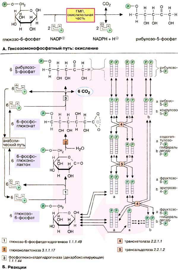 Гексозомонофосфатный путь: окисление; реакции;