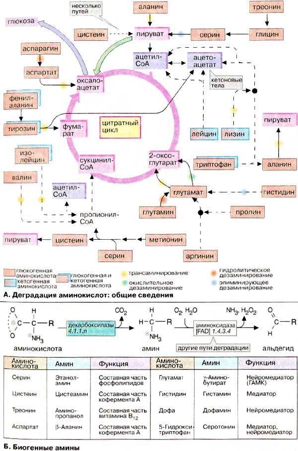 Деградация аминокислот (общие сведения); Биогенные амины;