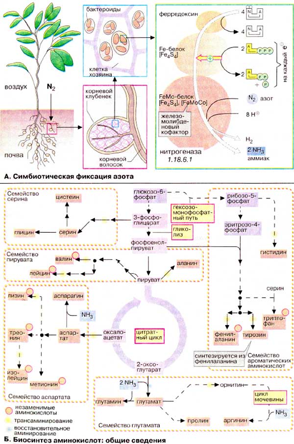 Симбиотическая фиксация азота; Биосинтез аминокислот (общие сведения);