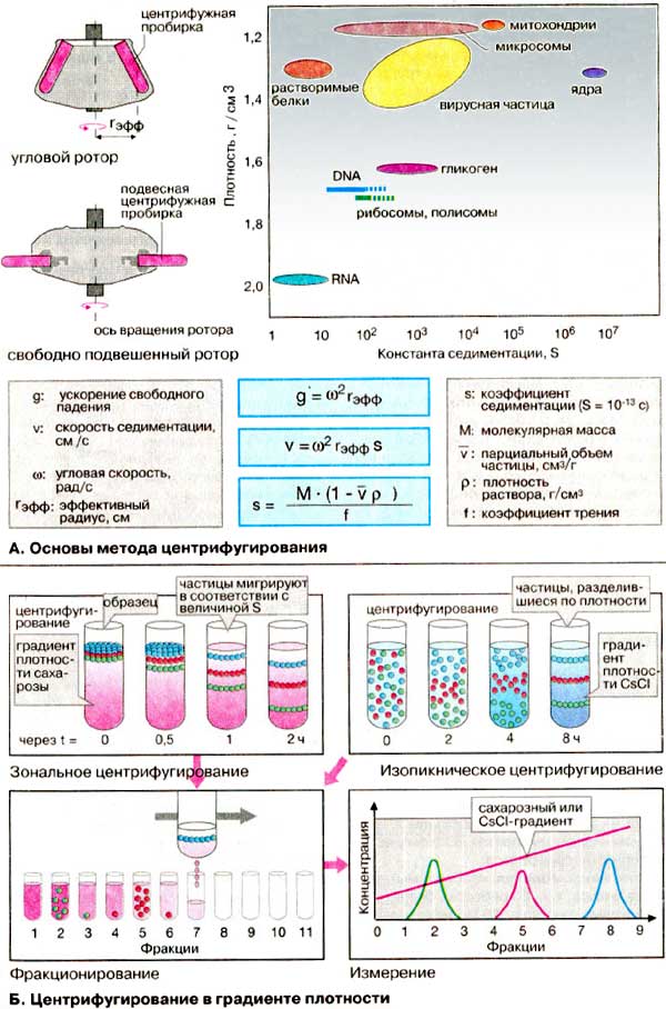 Основы метода центрифугирования; Центрифугирование в градиенте плотности;