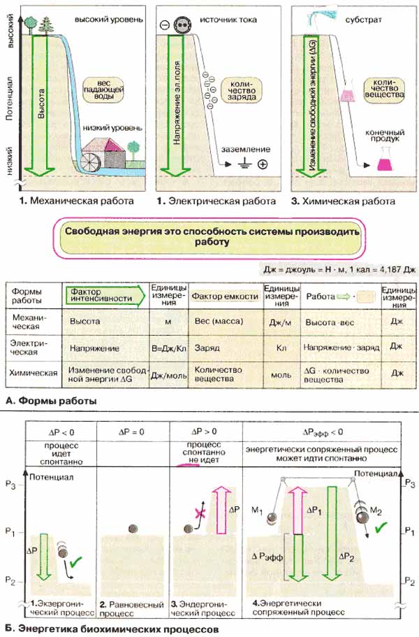 Формы работы (механическая, электрическая и химическая); Энергетика биохимических процессов