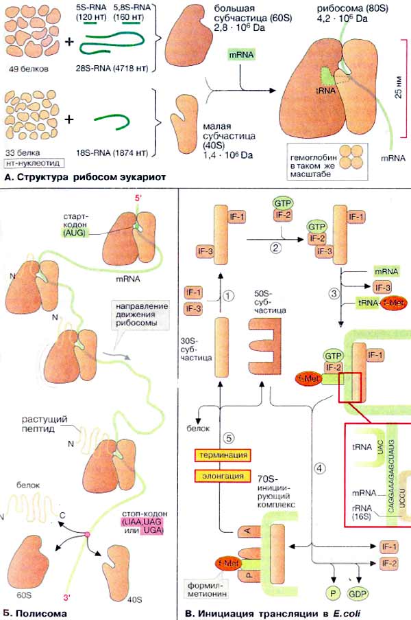 Структура рибосом эукариот; Полисома; Инициация трансляции в E.coli