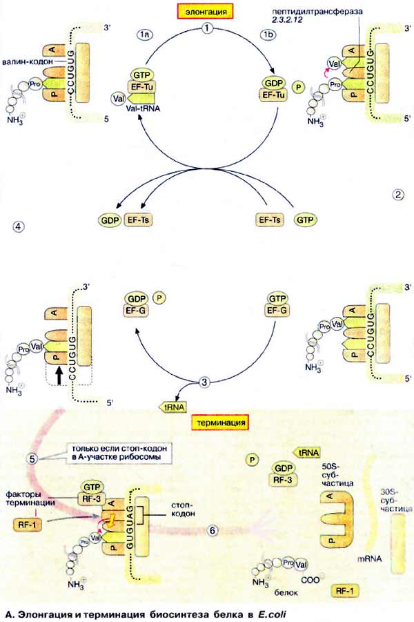 Элонгация и терминация биосинтеза белка в E. coli