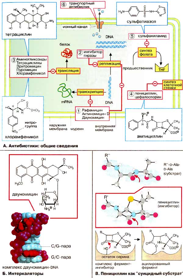 Антибиотики (общие сведения); Интеркаляторы; Пенициллин как суицидный субстракт;