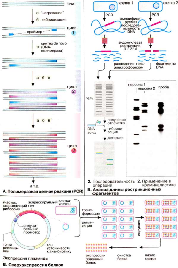 Полимеразная цепная реакция; Анализ длины рестрикционных фрагментов; Сверхэкспрессия белков;