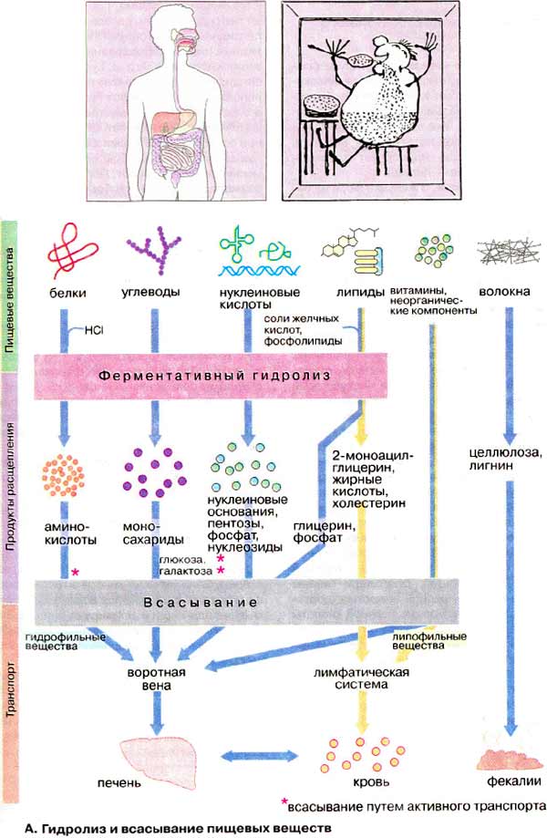 Гидролиз и всасывание пищевых веществ