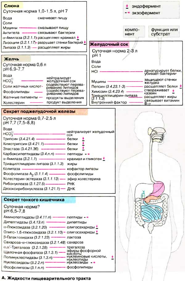 Жидкости пищеварительного тракта (слюна, желчь, желудочный сок, секрет тонкого кишечника)