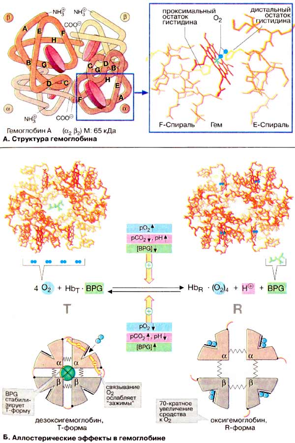 Структура гемоглобина; Аллостерические эффекты в гемоглобине;