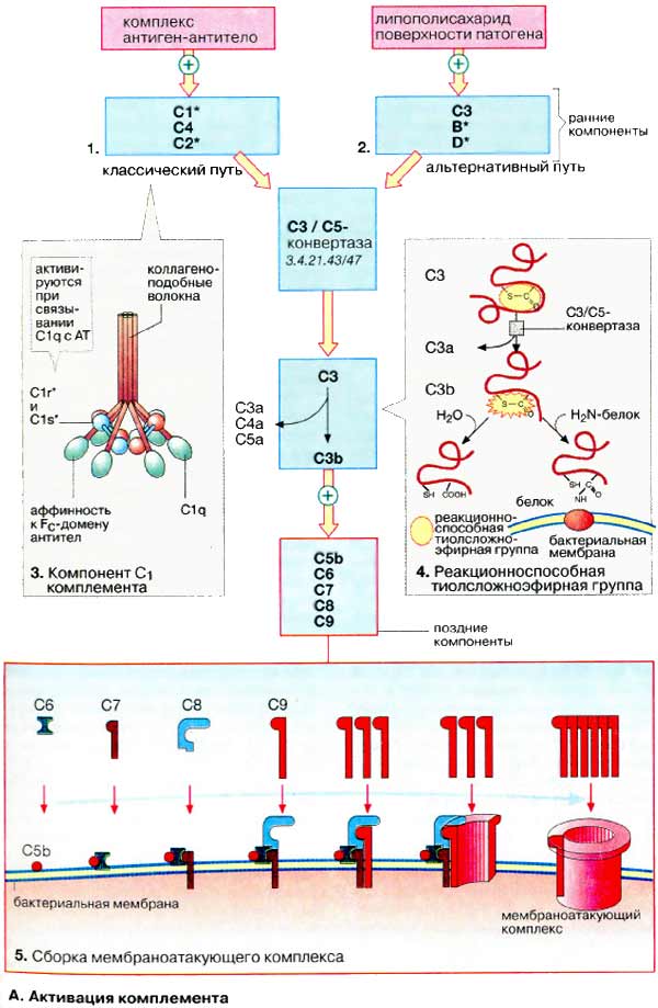 Активация комплемента