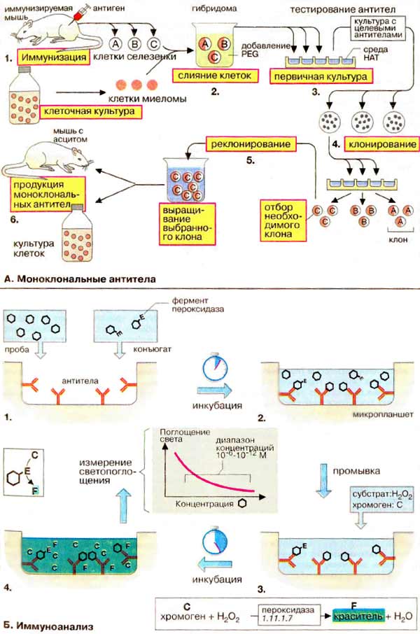 Миноклональные антитела; Иммуноанализ;