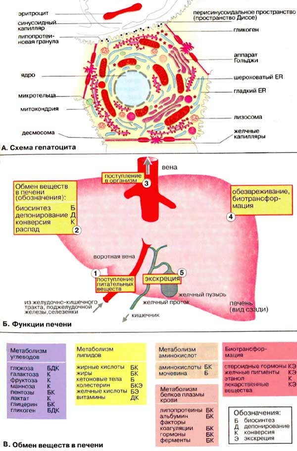 Функции печени и обмен веществ в печени