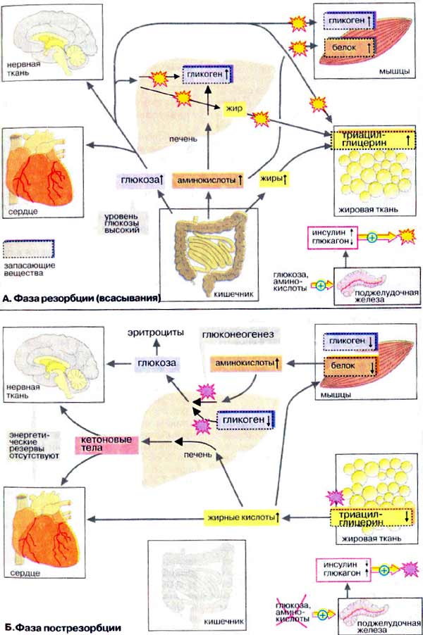Компенсаторные функции печени: фаза резорбции (всасывания) и фаза пострезорбции;