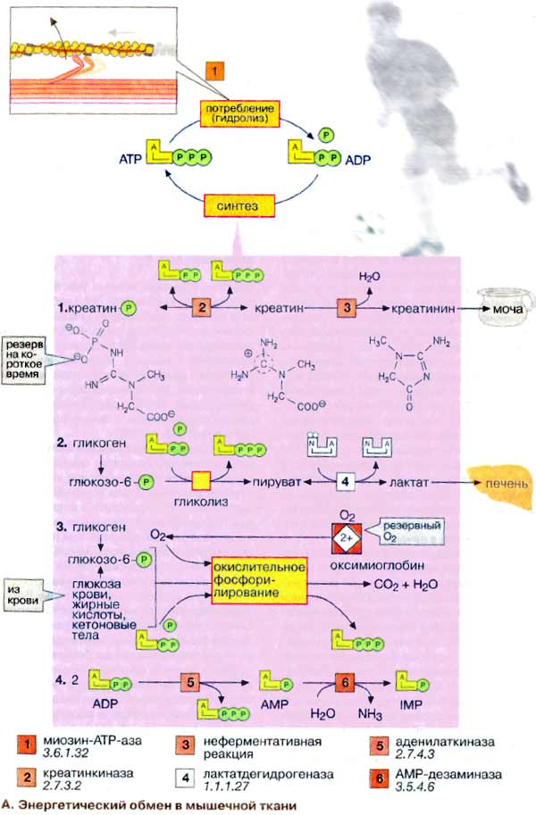 Энергетический обмен в мышечной ткани