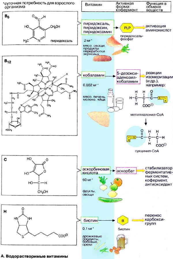Водорастворимые витамины