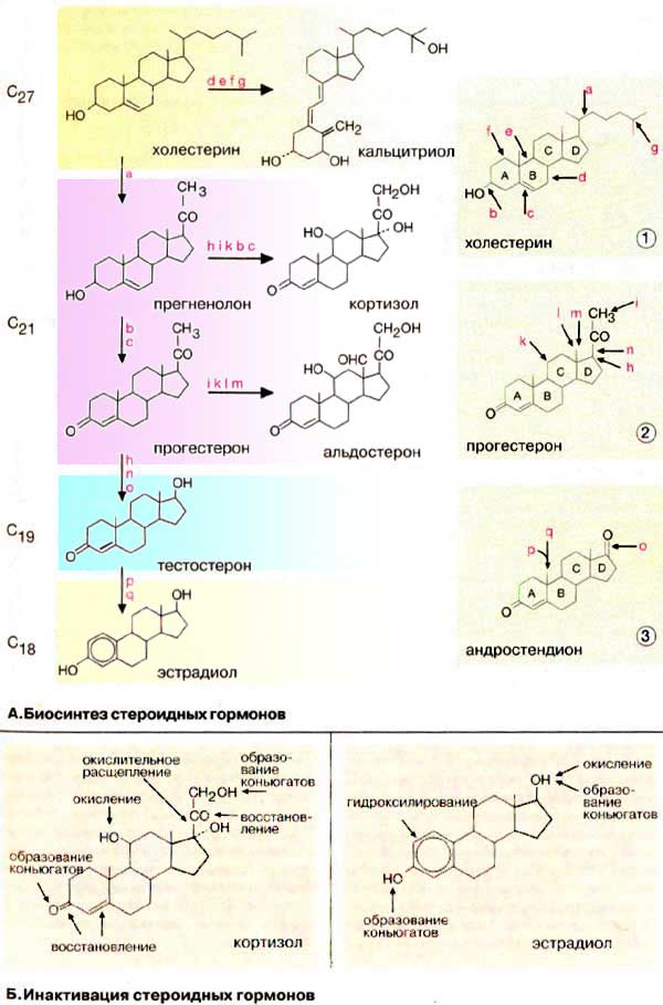 Метаболизм стероидных гормонов: биосинтез стероидных гормонов, инактивация стероидных гормонов;