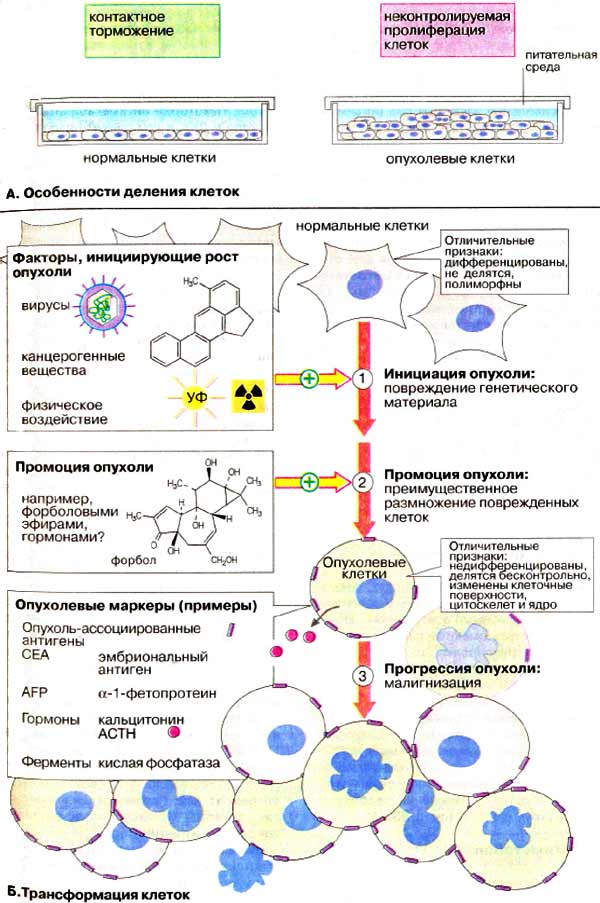 Канцерогенез. Особенности деления клеток; трансформация клеток;