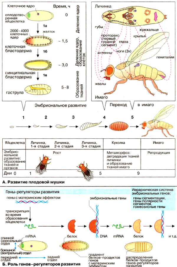 Морфогенез: развитие плодовой мушки; роль генов — регуляторов развития 