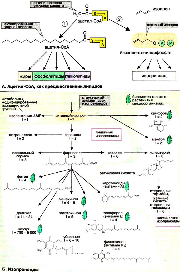 Ацетил-СоА, как предшественник липидов; Изопреноиды;