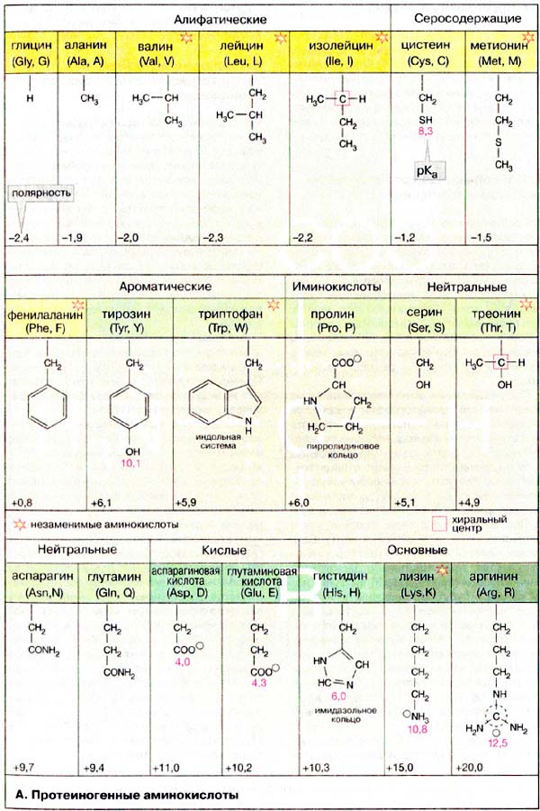 Протеиногенные аминокислоты: глицин, аланин, валин, лейцин, изолейцин, цистеин, метионин, фенилаланин, тирозин, триптофан, пролин, серин, треонин, аспарагин, глутамин, аспарагиновая кислота, глутаминовая кислота, гистидин, лицин, аргинин;