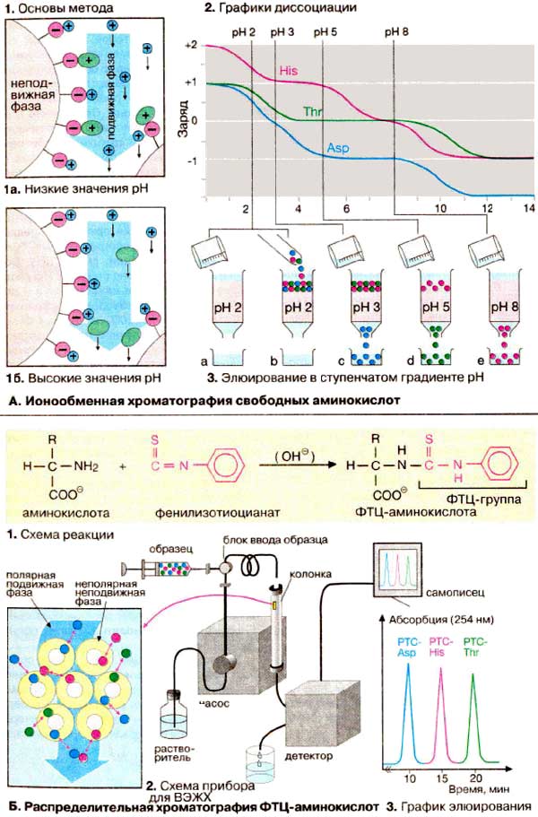 Ионообменная хроматография свободных аминокислот; Распределительная хроматография ФТЦ-аминокислот;