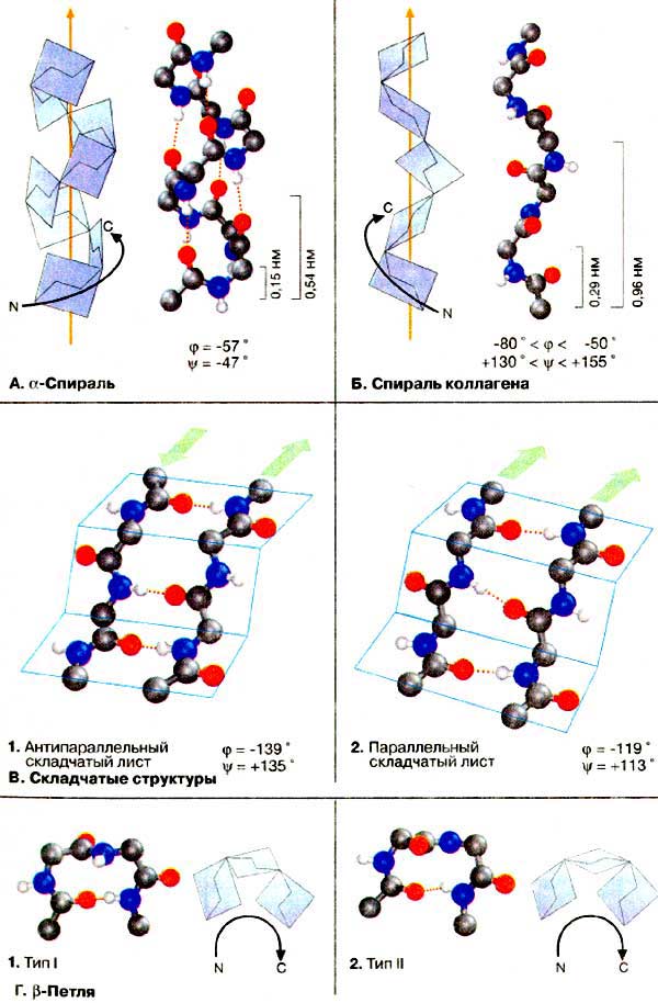 Вторичная структура белков: альфа-спираль, спираль коллагена, складчатые структуры, бета-петля;