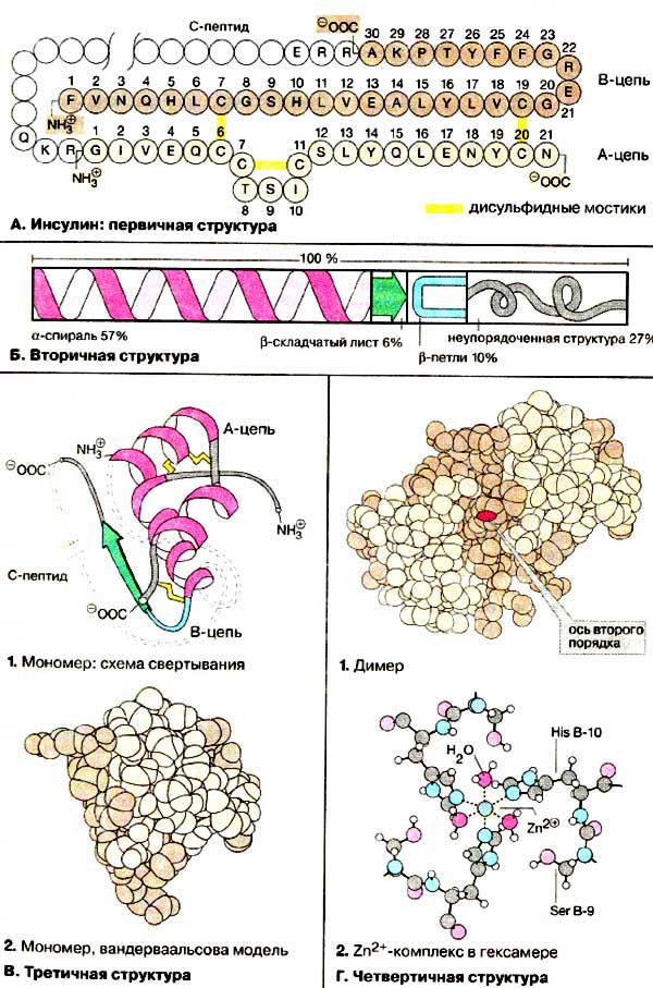 Первичная, вторичная, третичная и четвертичная структура инсулина;