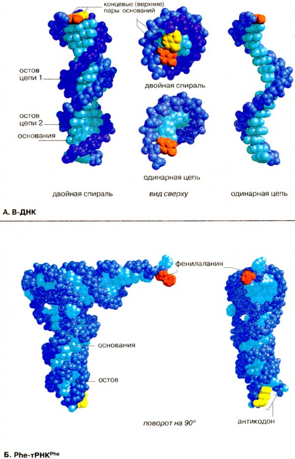 B-ДНК; Phe-тРНК;