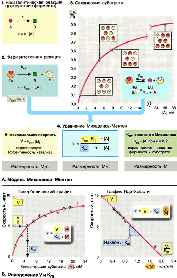 Модель Михаэлиса-Ментен; Определение скорости V и Km;