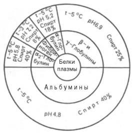 Диаграмма фракционирования белков плазмы крови человека этанолом (по методу Кона)