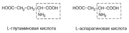 L-глатаминовая кислота и L-аспарагиновая кислота