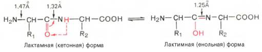 Лактамная (кетонная) форма белка и лактимная (енольная) форма белка