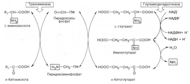 Роль реакций трансаминирования как в дезаминировании, так и в биосинтезе аминокислот