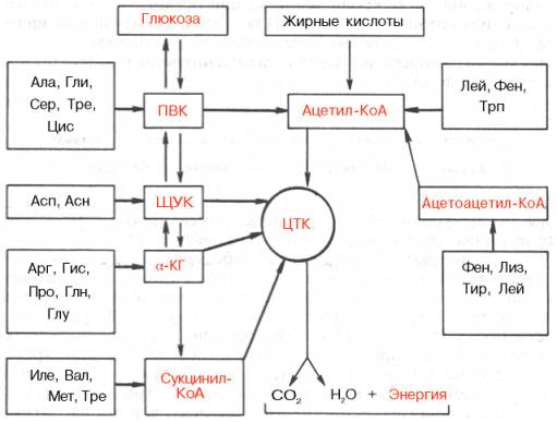Превращения alpha-кетокислот