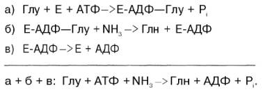 Синтез глутамина в присутствии глутамин-синтетазы