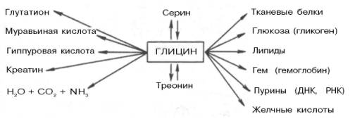 Роль глицина в организме